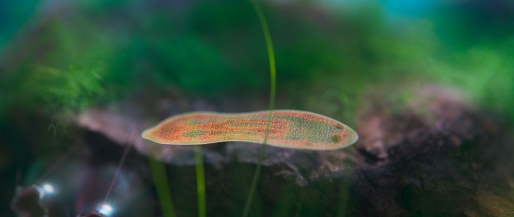 An early bilaterian organism glides along the Ediacaran microbial mat, approx. 550 million years ago. It has a mouth and sensory organs at one end and an anus at the other. An early bilaterian organism glides along the Ediacaran microbial mat, approx. 550 million years ago. It has a mouth and sensory organs at one end and an anus at the other.
